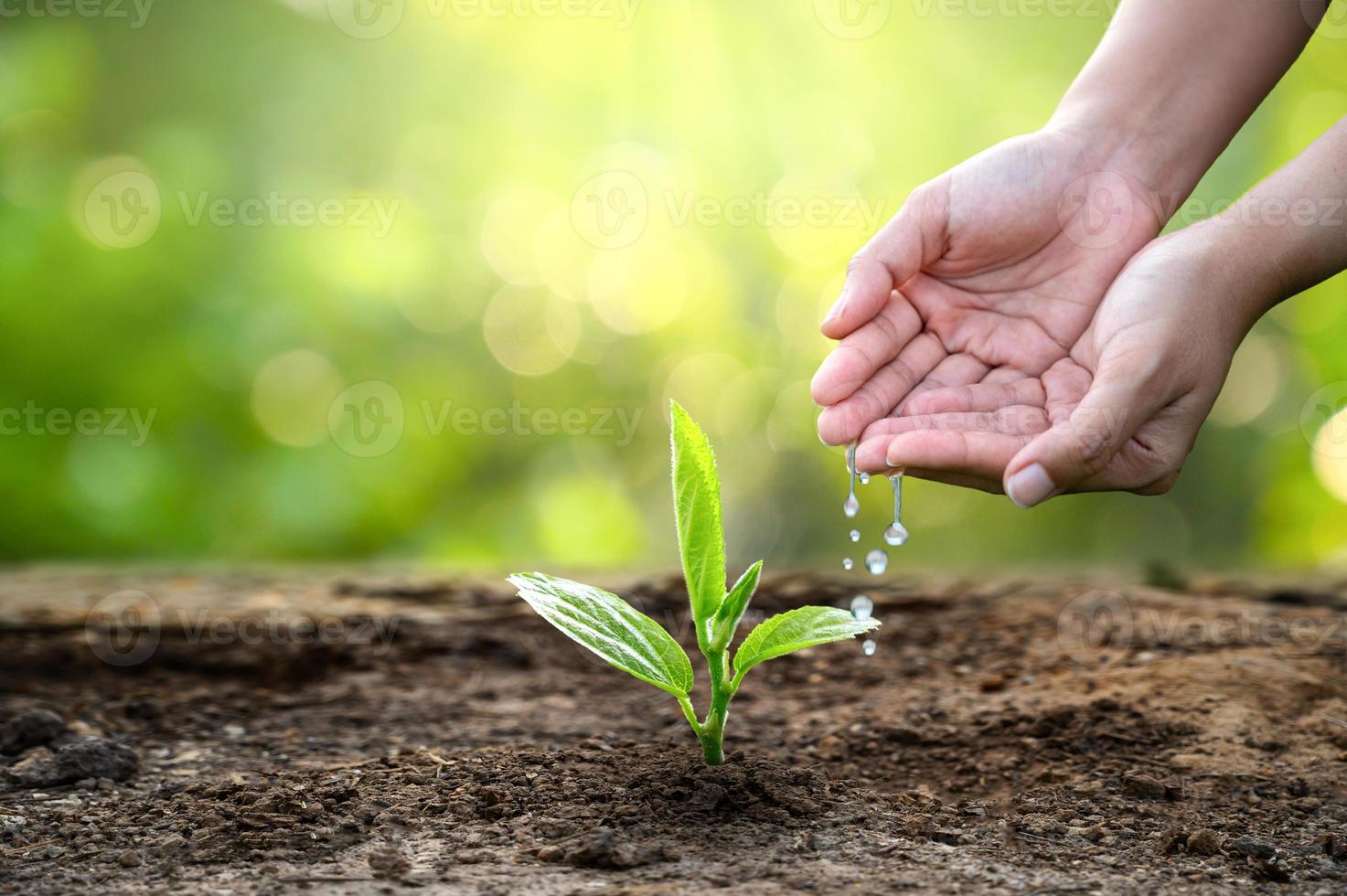 Hand Bewässerungspflanzen Baum Berg grüner Hintergrund weibliche Hand hält Baum auf Natur Feld Gras Wald Erhaltung Konzept foto