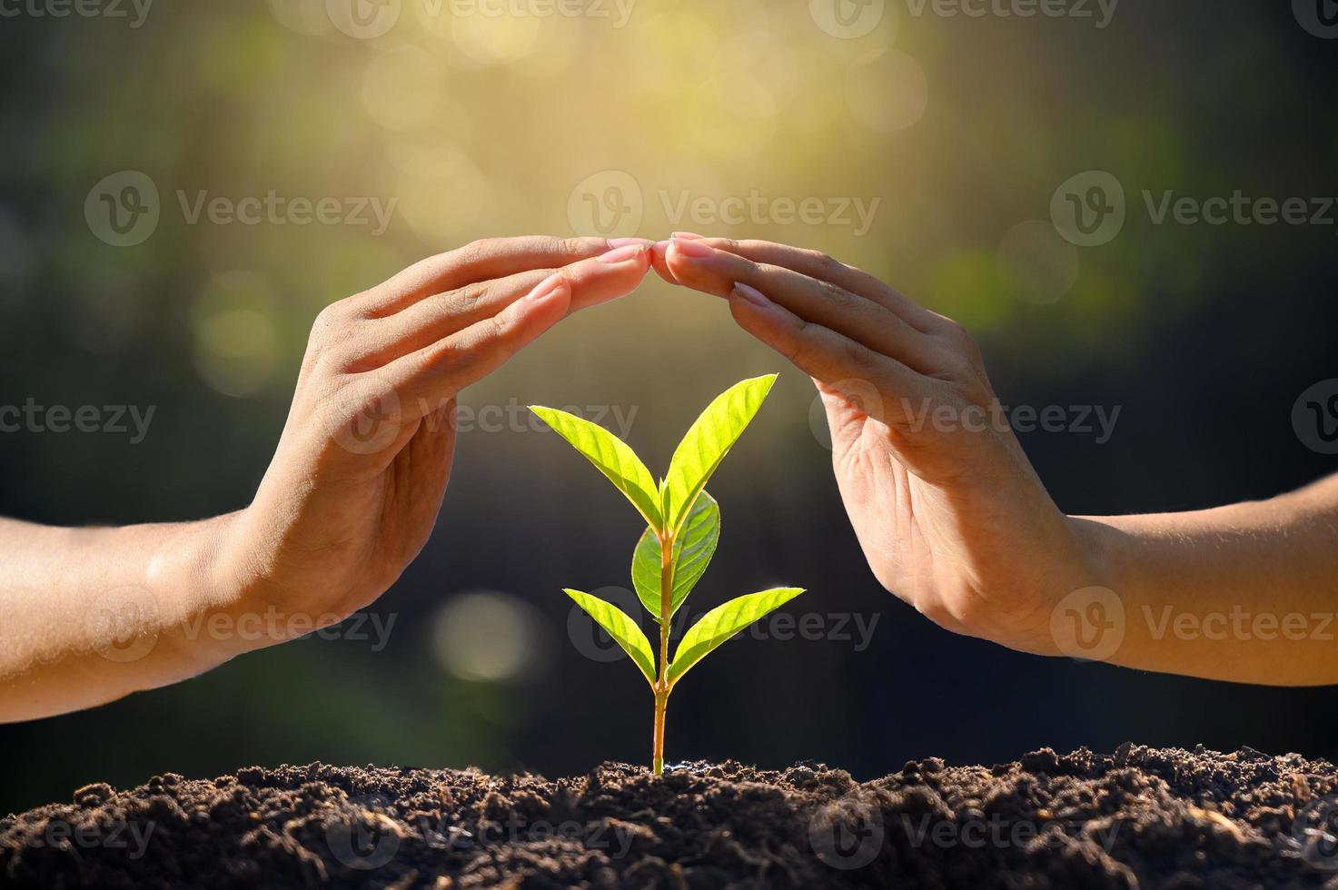 Umwelt Tag der Erde in den Händen von Bäumen, die Sämlinge wachsen. Bokeh grüner Hintergrund weibliche Hand, die Baum auf Naturfeldgraswalderhaltungskonzept hält foto