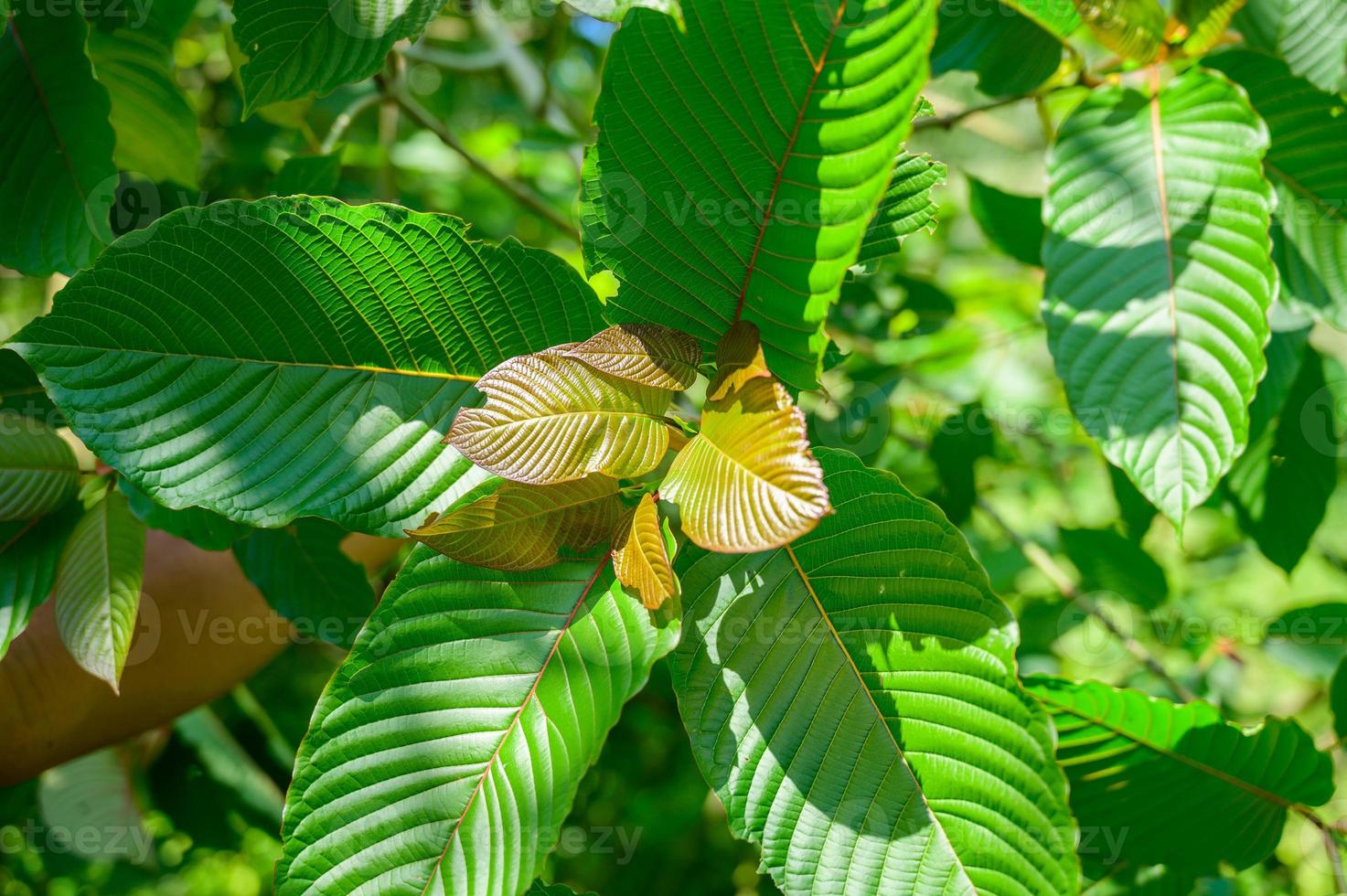 Kratom Mitragyna speciosa Grün ist eine Art von Droge foto