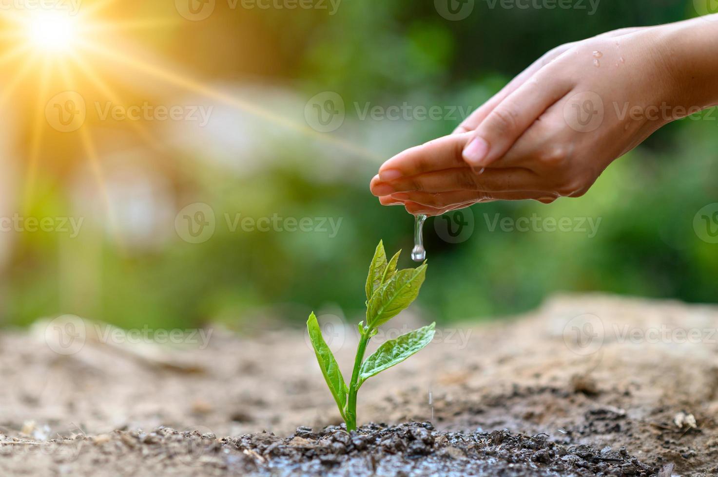 in den Händen von Bäumen, die Setzlinge wachsen lassen. Bokeh grüner Hintergrund weibliche Hand, die Baum auf Naturfeldgraswalderhaltungskonzept hält foto