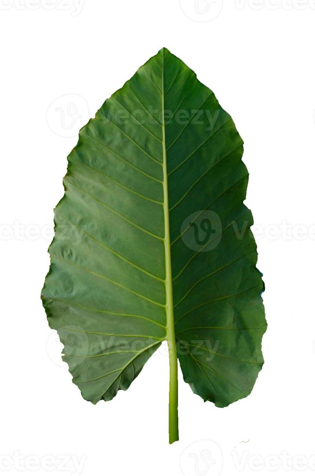 Blätter Calathea Ornata Nadelstreifen Hintergrund weiß isolieren foto