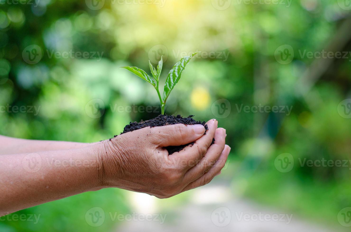 Umwelt Tag der Erde in den Händen von Bäumen, die Sämlinge wachsen. Bokeh grüner Hintergrund weibliche Hand, die Baum auf Naturfeldgraswalderhaltungskonzept hält foto