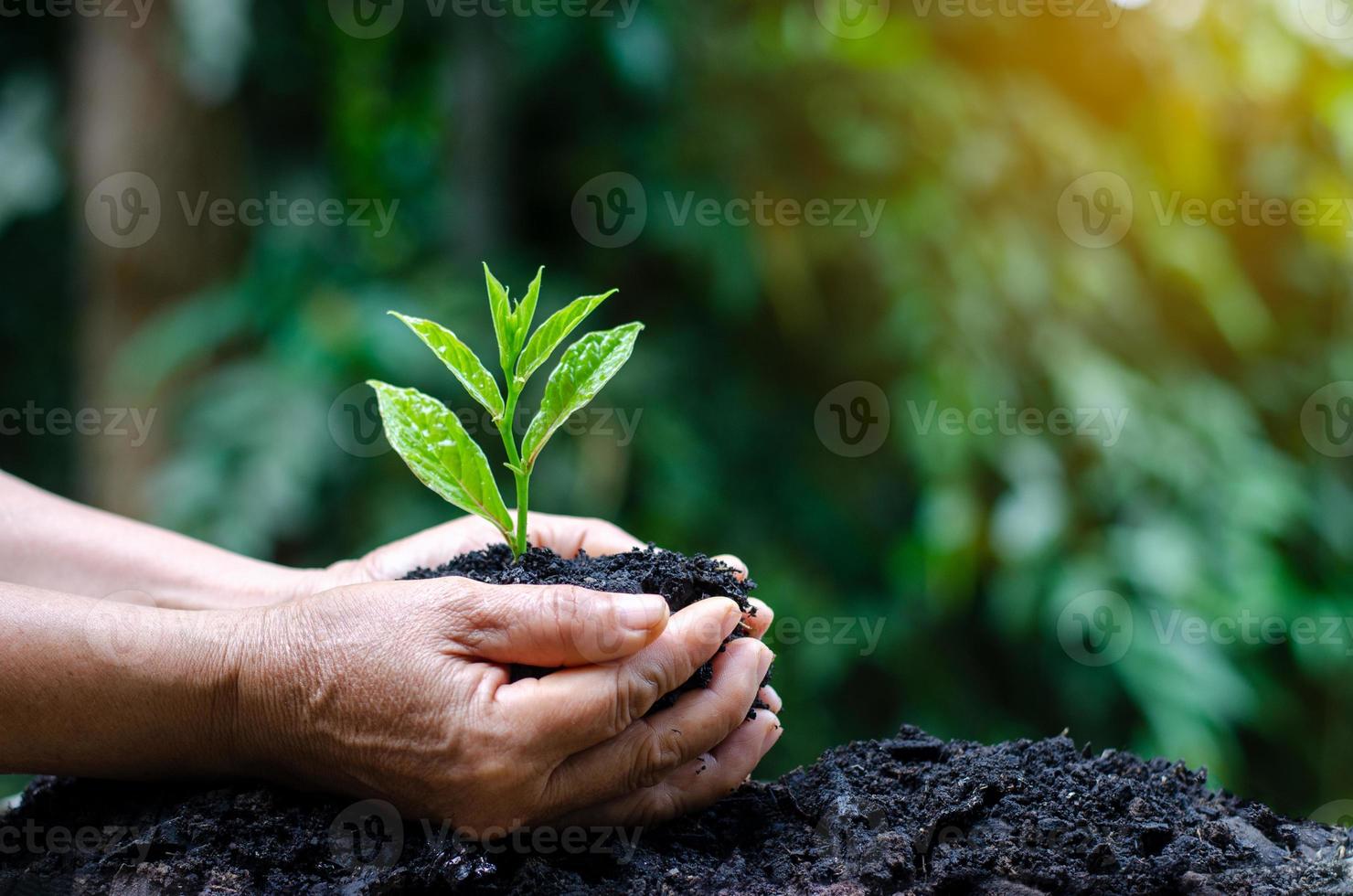 in den Händen von Bäumen, die Setzlinge wachsen lassen. Bokeh grüner Hintergrund weibliche Hand, die Baum auf Naturfeldgraswalderhaltungskonzept hält foto