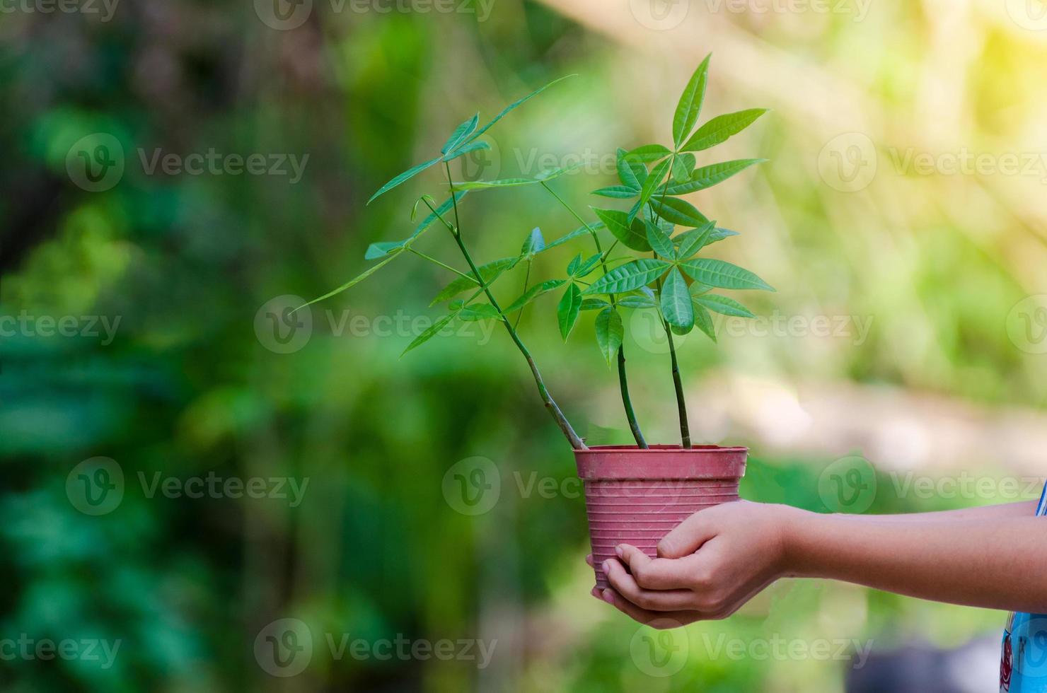 in den Händen von Bäumen, die Setzlinge wachsen lassen. Bokeh grüner Hintergrund weibliche Hand, die Baum auf Naturfeldgraswalderhaltungskonzept hält foto