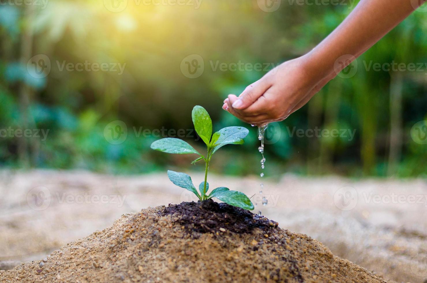 Hand geben Wasserbaum in die Hände von Bäumen, die Sämlinge wachsen. Bokeh grüner Hintergrund weibliche Hand, die Baum auf Naturfeldgraswalderhaltungskonzept hält foto