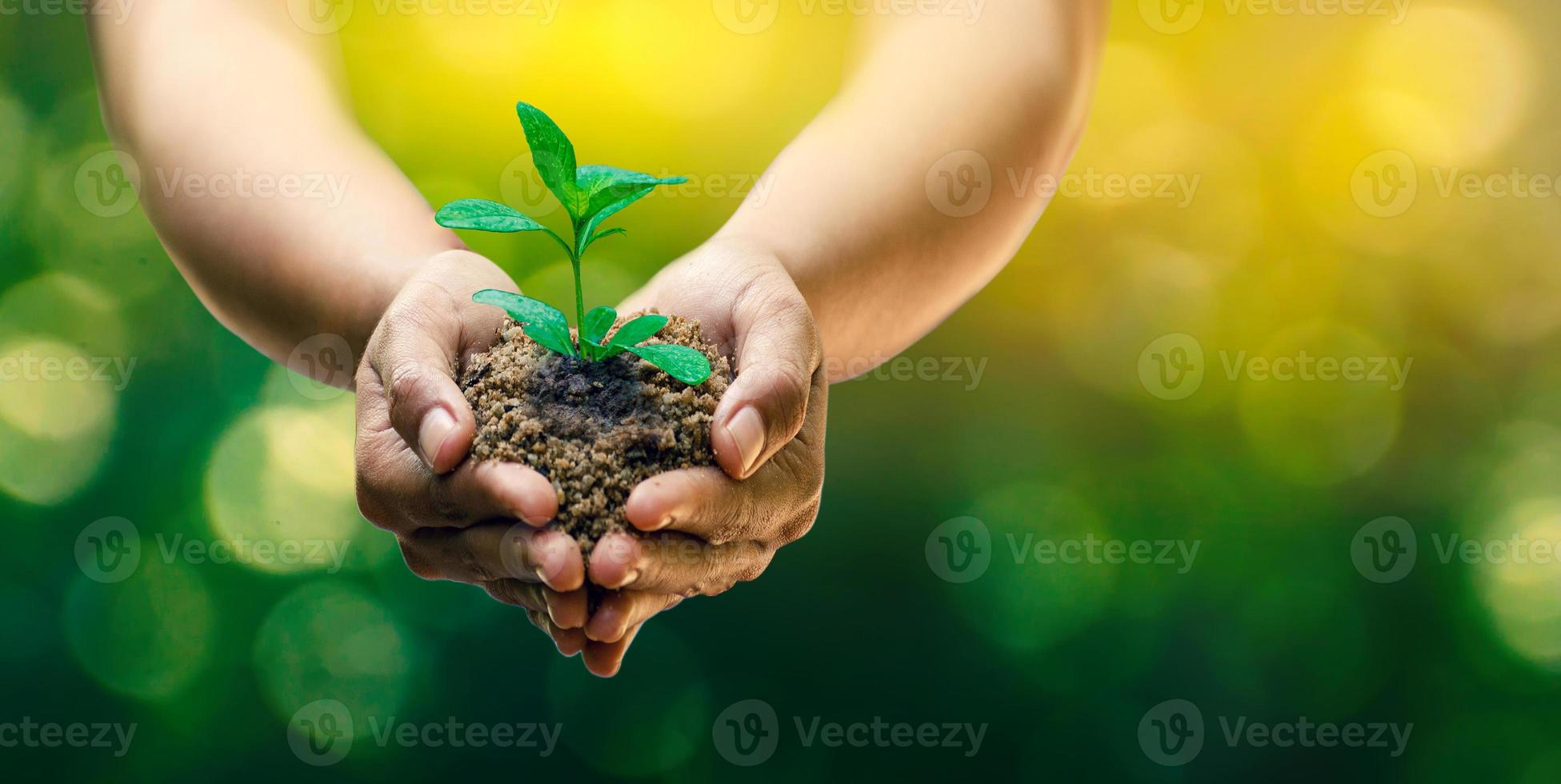 in den Händen von Bäumen, die Setzlinge wachsen lassen. Bokeh grüner Hintergrund weibliche Hand, die Baum auf Naturfeldgraswalderhaltungskonzept hält foto