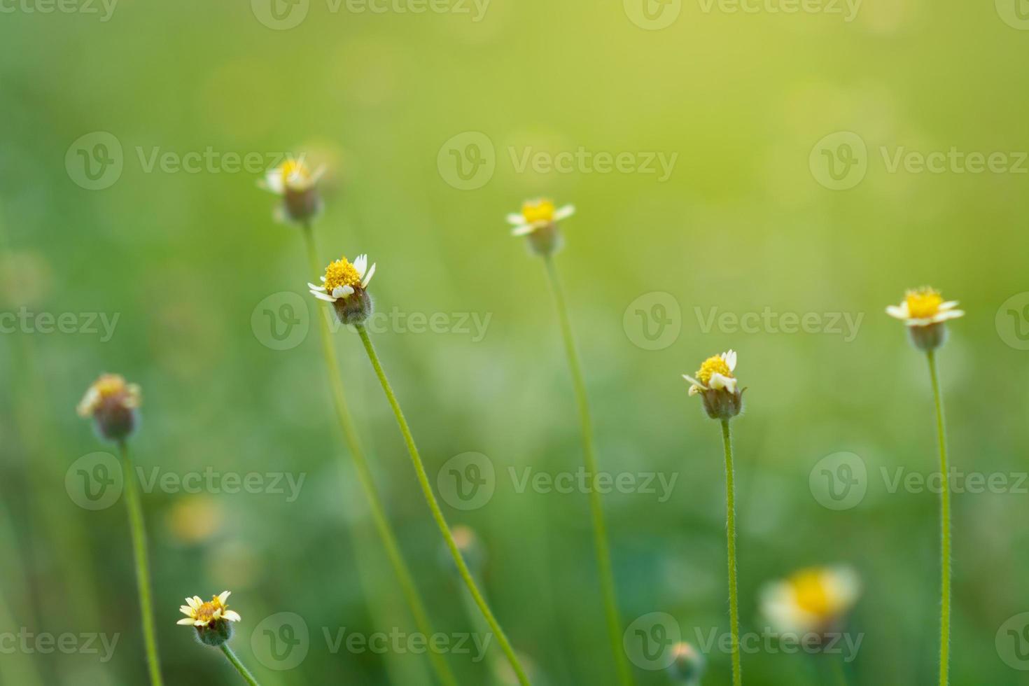Blätter verwischen frisches grünes Gras flacher Dof natürliche Grünpflanzenlandschaft als Hintergrund oder Tapete foto