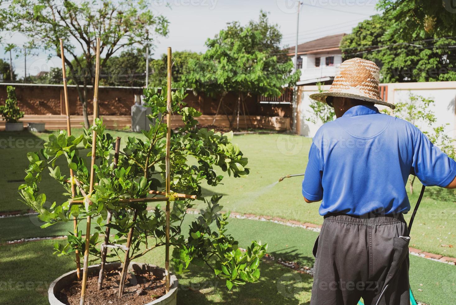 Senior Farmer sprühen organisches Insektizid auf Linde im Obstgarten foto