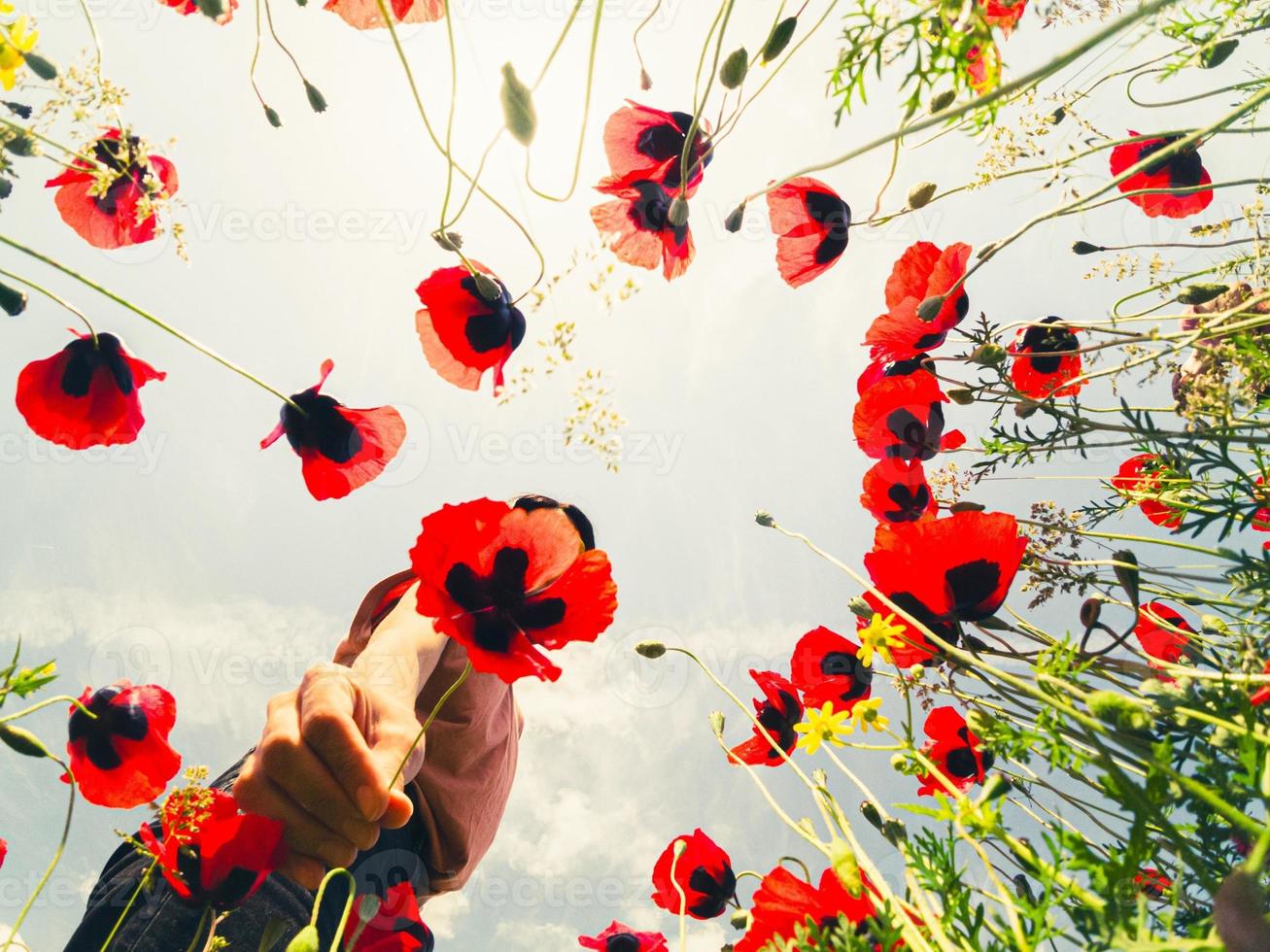 junge brünette kaukasische frau pflücke mohnblume mit atemberaubendem sonnenunterganghintergrund foto