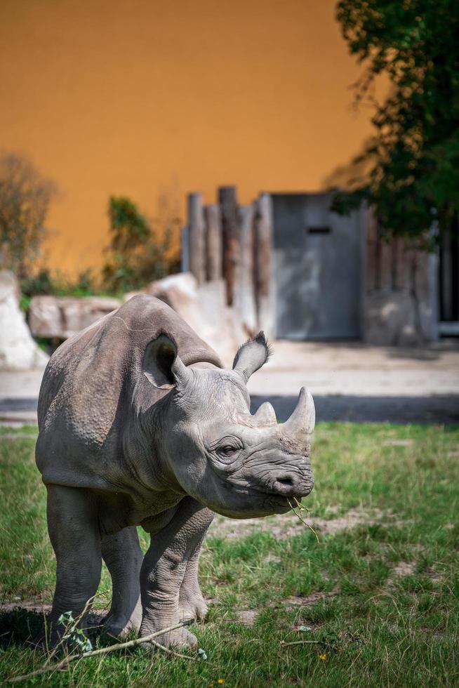 Spitzmaulnashorn im Zoo foto