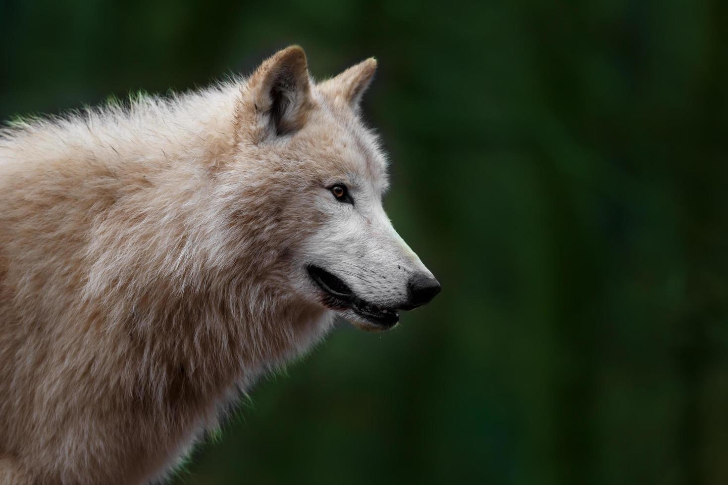 Porträt des arktischen Wolfes foto