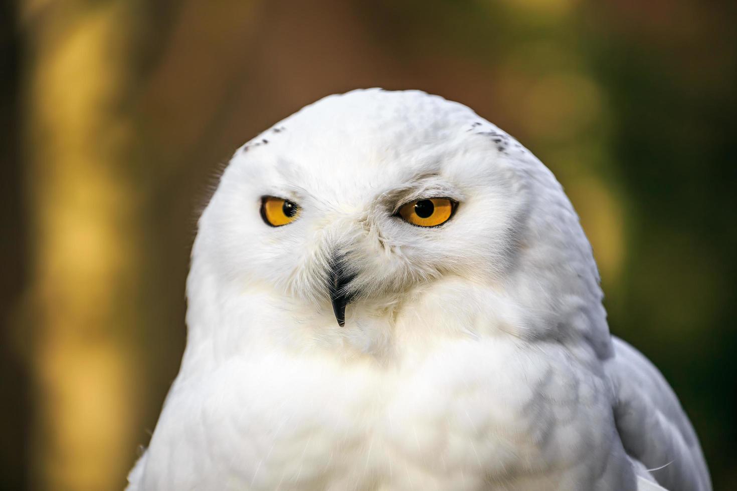 Porträt der Schneeeule foto