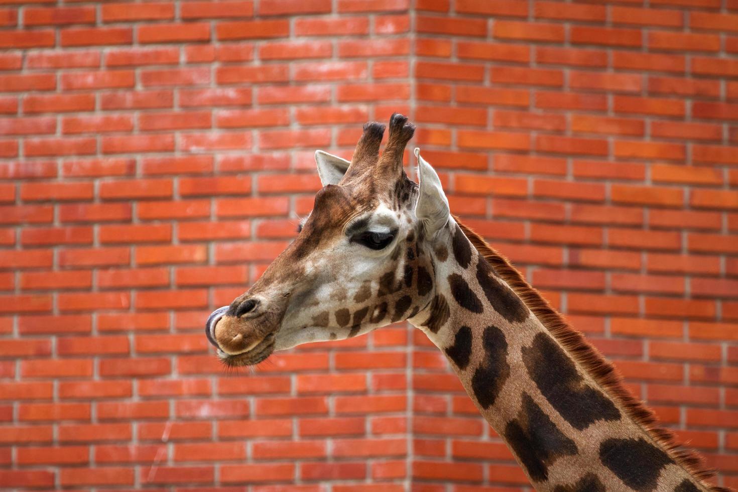 Porträt der Giraffe foto