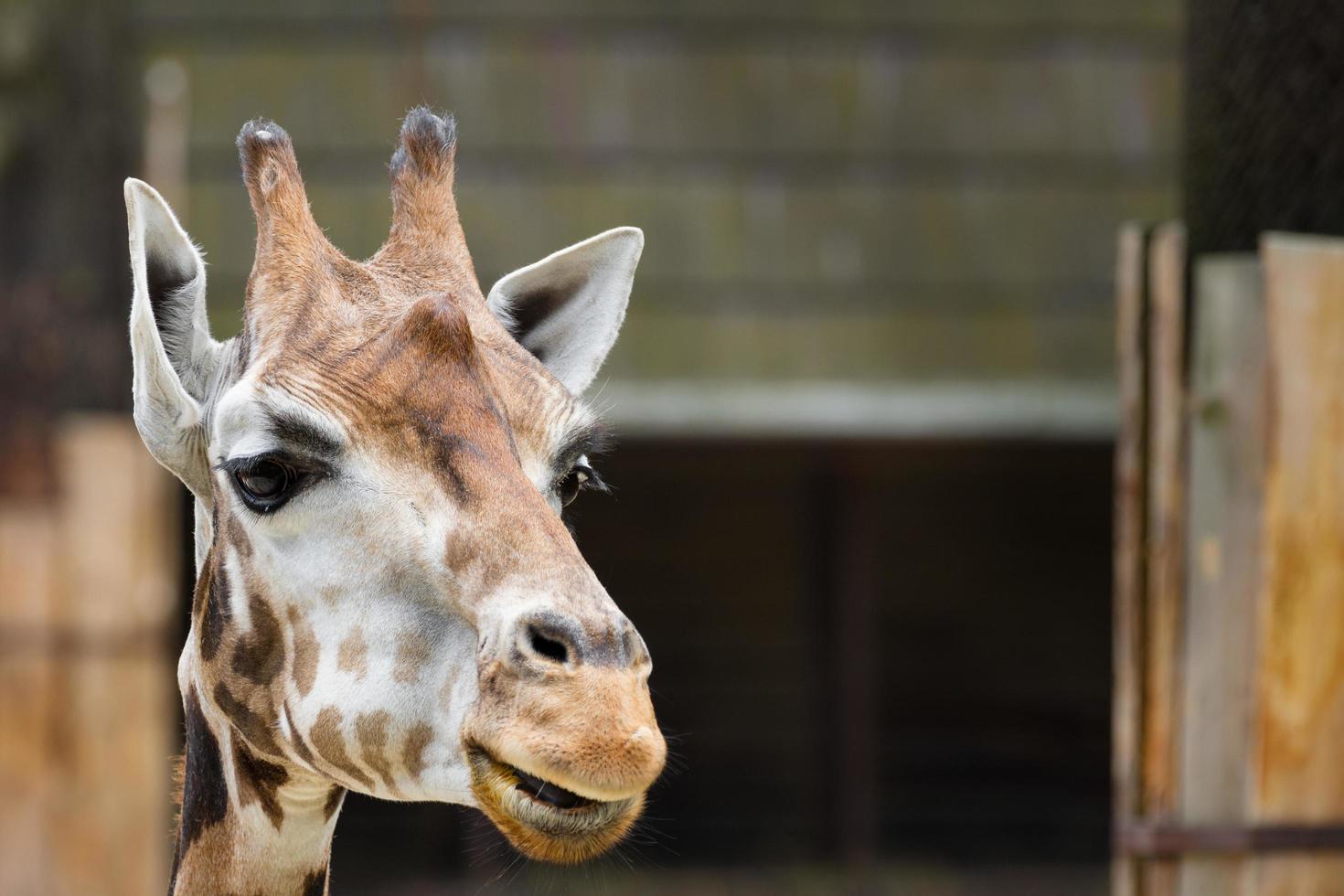 Porträt der Giraffe foto