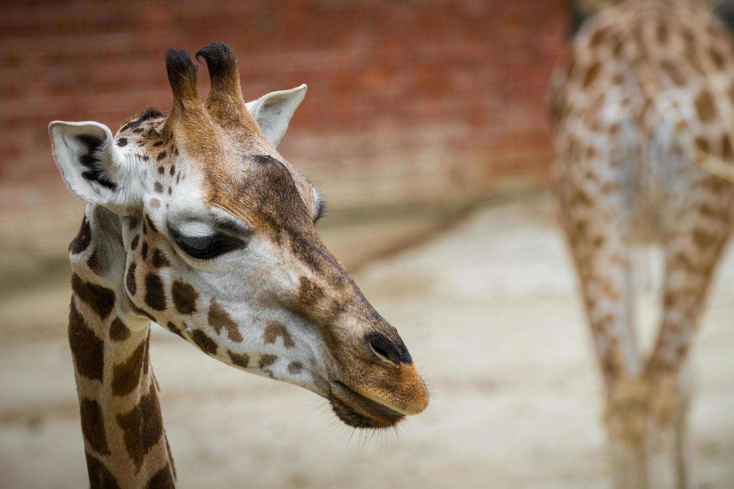 Porträt der Giraffe foto