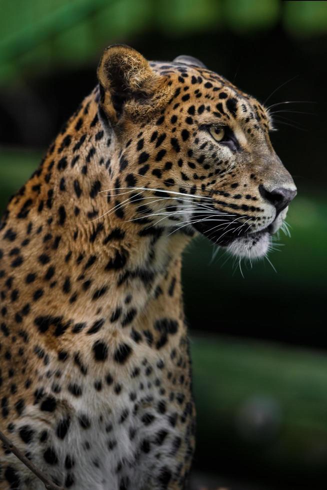 Sri Lanka Leopard foto