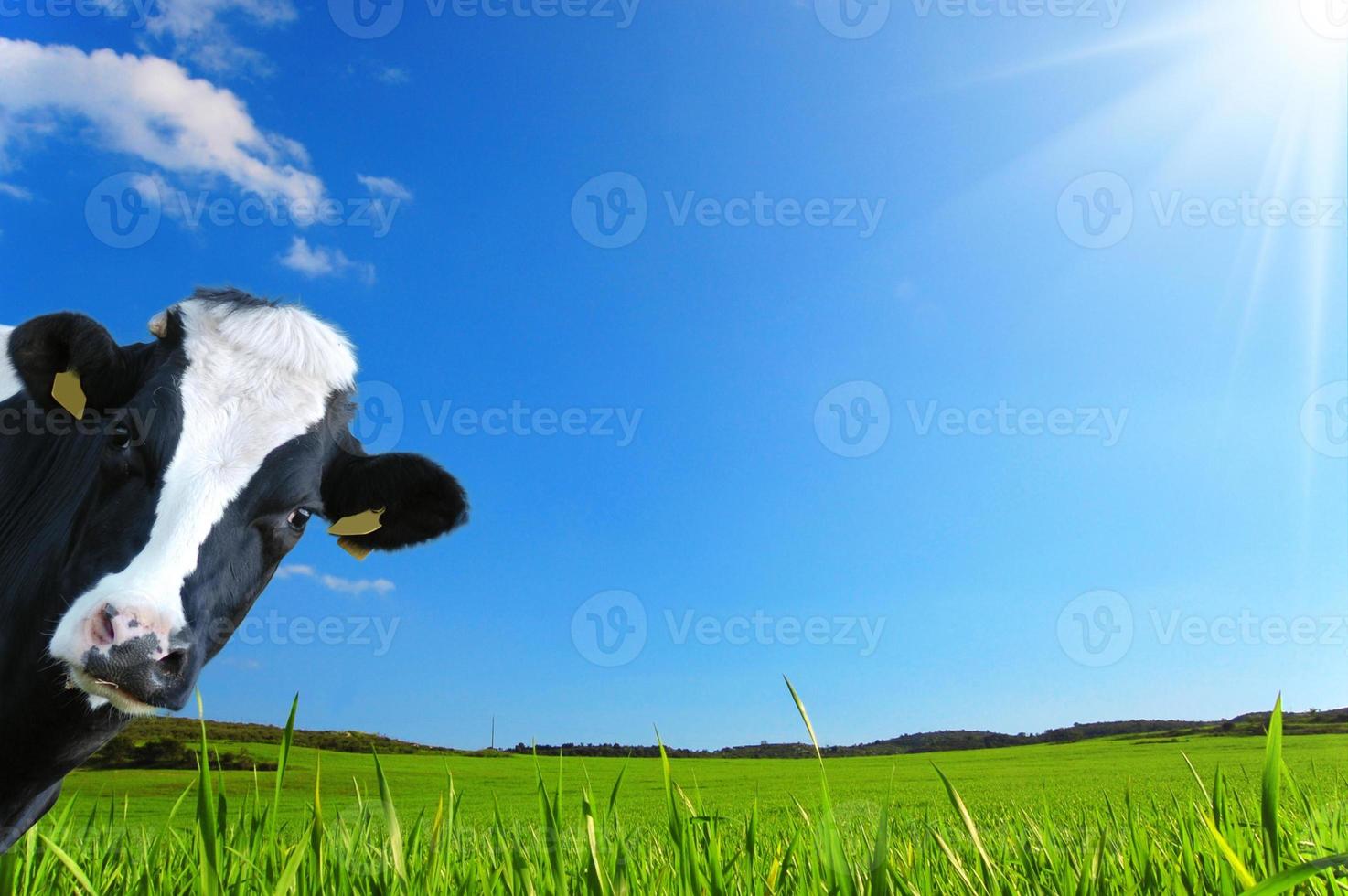 witzige Kuh, Milchkuh mit Prärie als Hintergrund foto