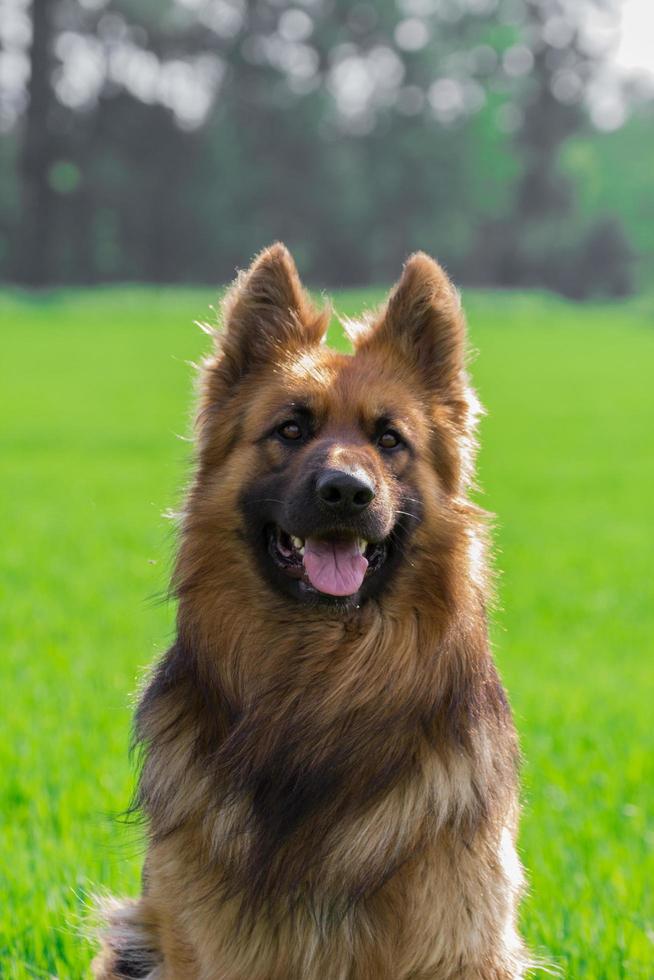 Porträt des Deutschen Schäferhundes foto