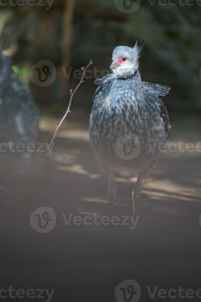 Porträt des südlichen Schreiers foto