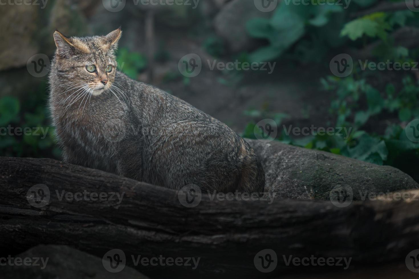 Europäische Wildkatze hinter Log foto