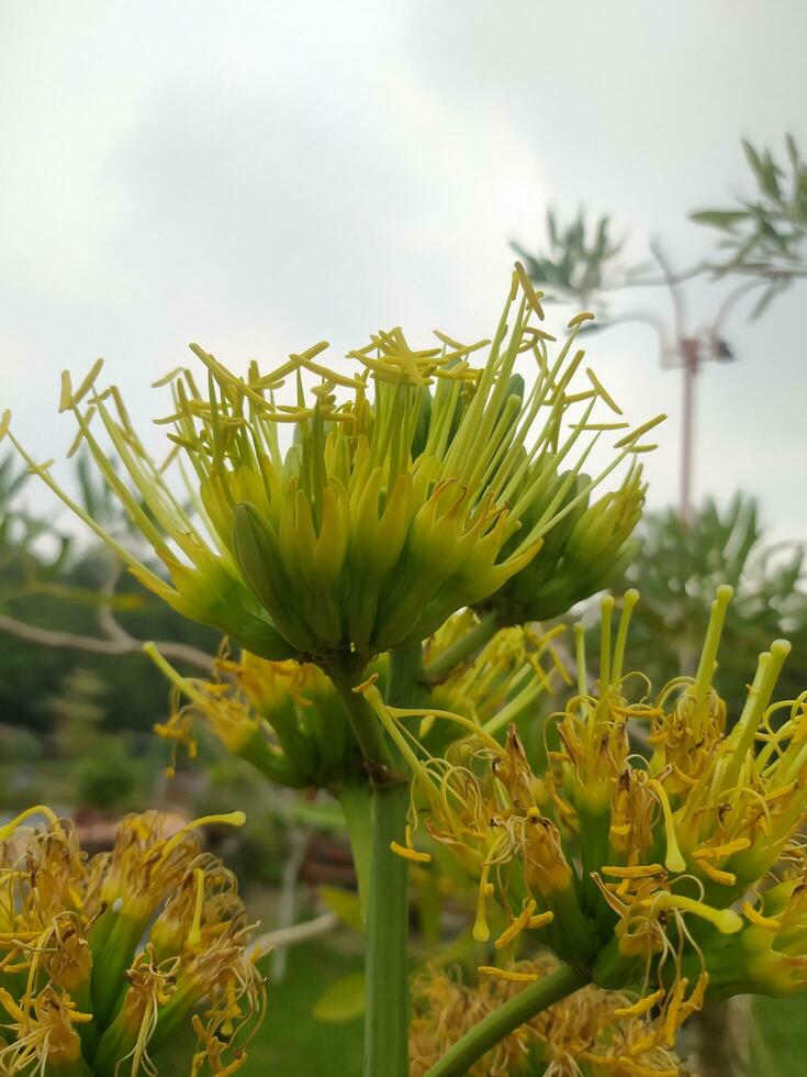 Agave Chrysantha, das goldblütig Jahrhundert Anlage, ist ein Pflanze Spezies endemisch zu Arizona. Sie können sehen das Blumen wachsend im Cluster. etwas Blumen haben Ameisen und Weiße Fliege absorbierend Pflanze Flüssigkeiten. foto