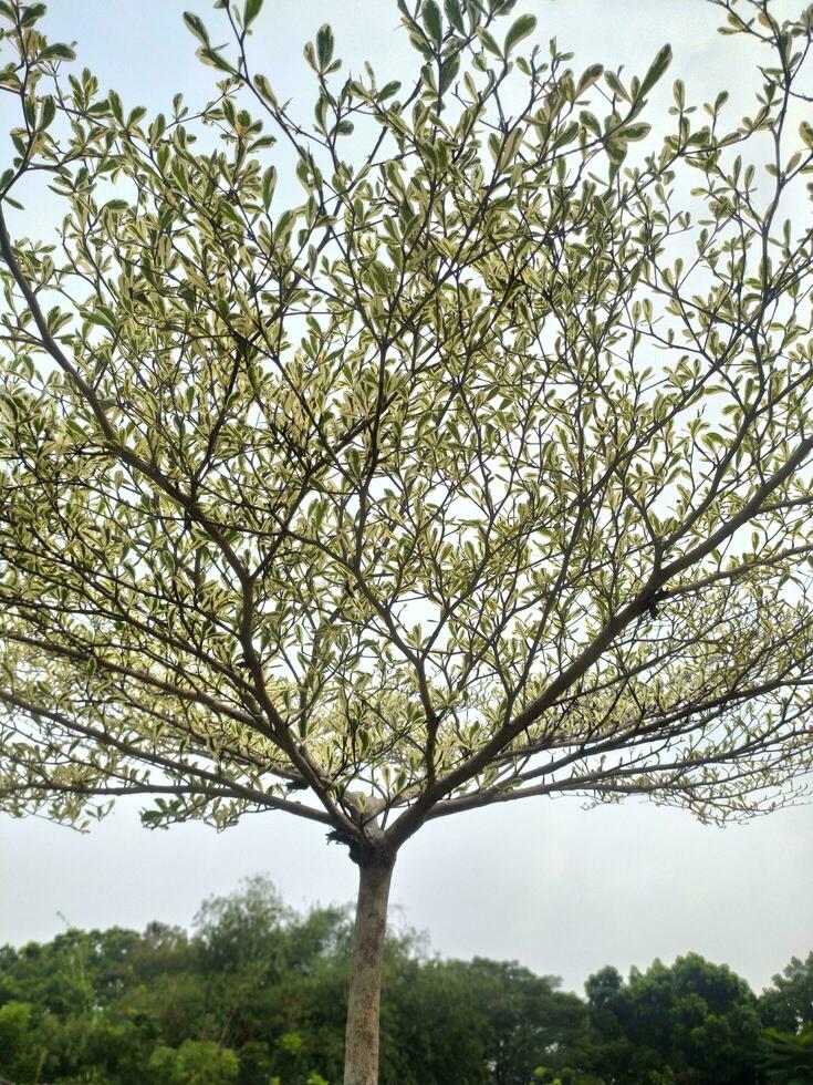 ketapang kencana oder Terminalia mantal ist ein nett von Schatten Pflanze im das bilden von ein Baum. foto