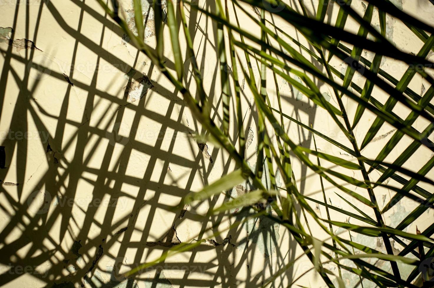 eine Hauspflanze wirft Schatten an die Wand foto