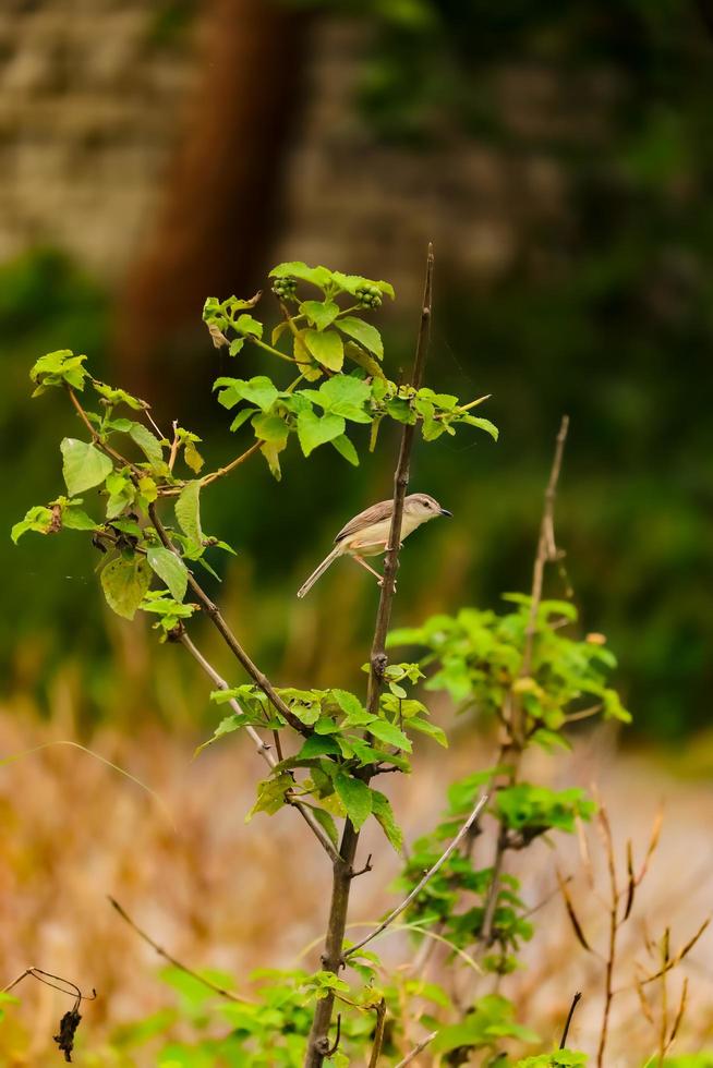 Vogel sitzt auf dem Baum foto