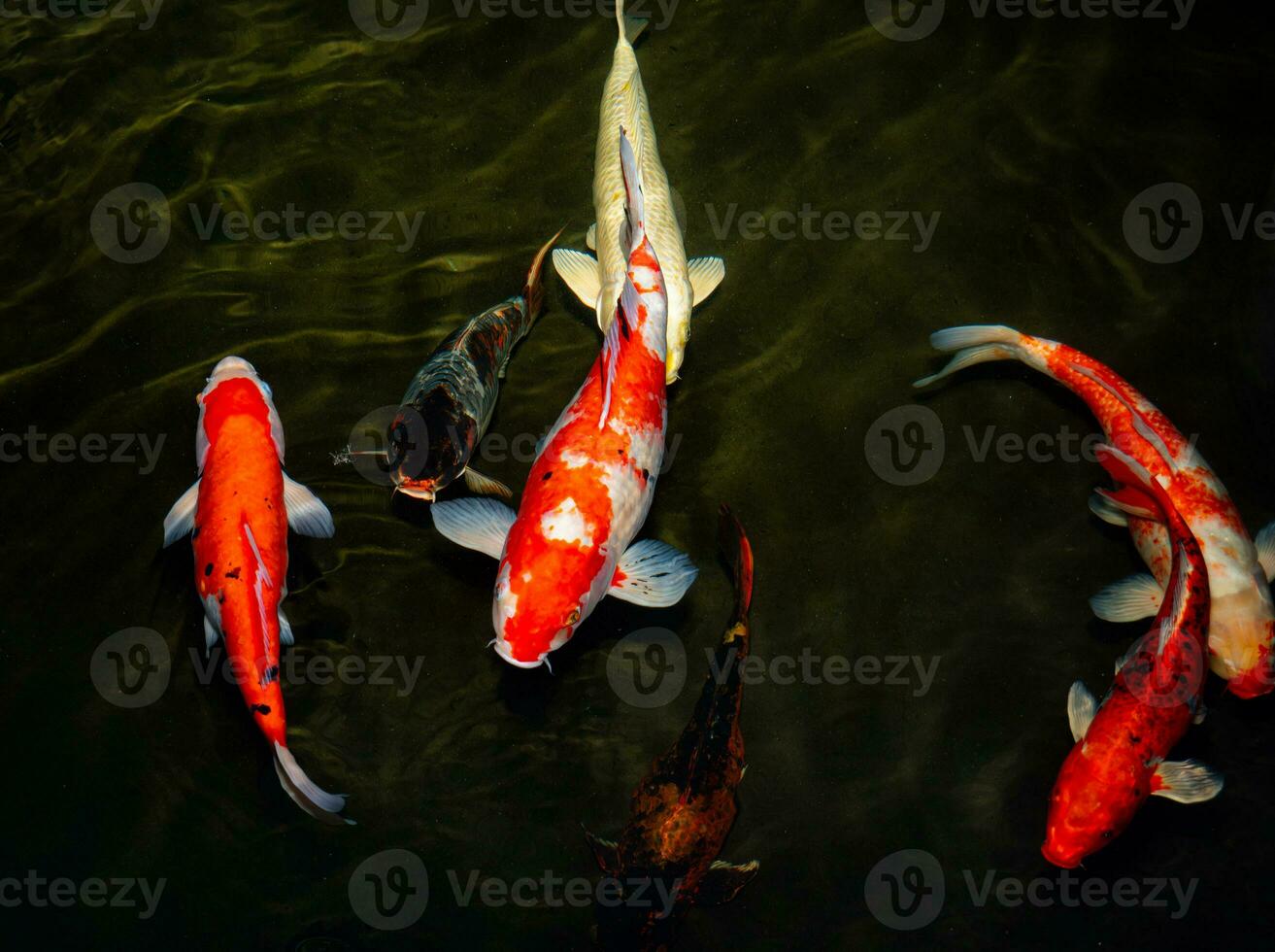 Japan Koi Fisch oder schick Karpfen Schwimmen im ein schwarz Teich Fisch Teich. Beliebt Haustiere zum Entspannung und Feng Shui Bedeutung. Beliebt Haustiere unter Personen. Asiaten Liebe zu erziehen es zum gut Vermögen oder Zen. foto