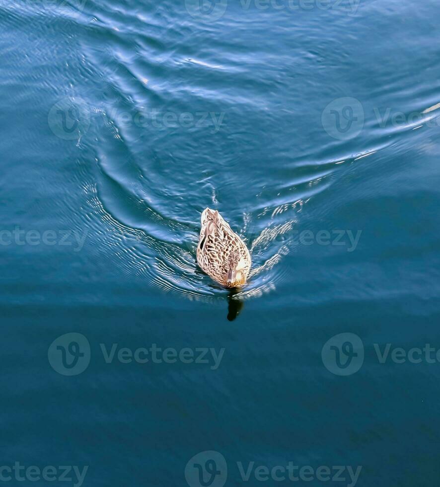 schönes entenpaar, das im wasser an einer küste in deutschland schwimmt. foto