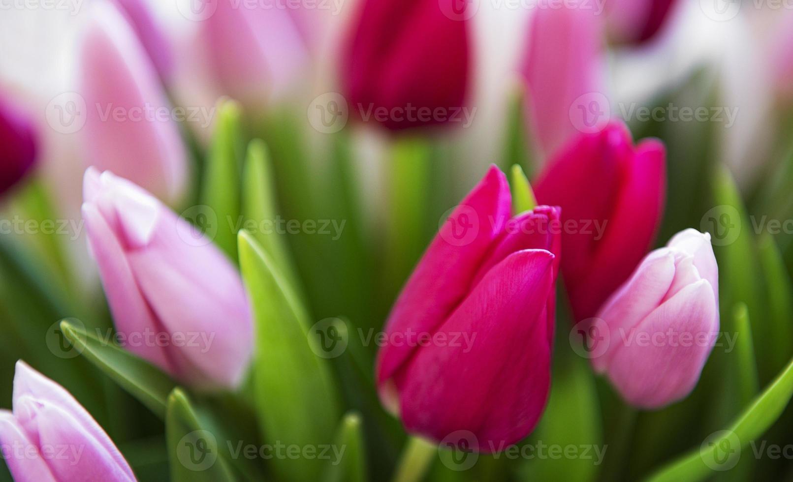 schöner Tulpenstrauß foto