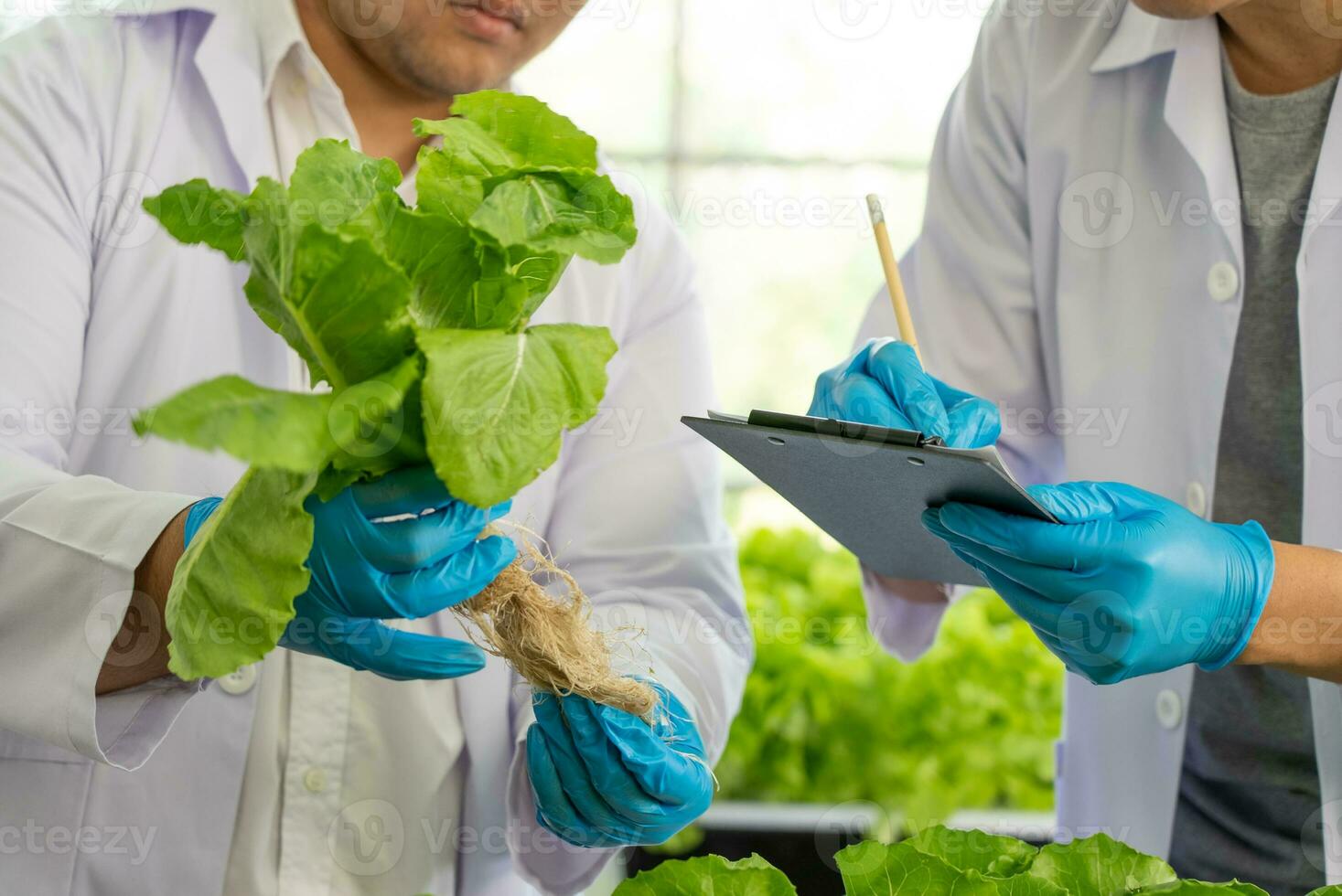 Wissenschaftler Mannschaft tun Experiment im Landwirtschaft Labor zu entwickeln genetisch Änderung Pflanzen foto