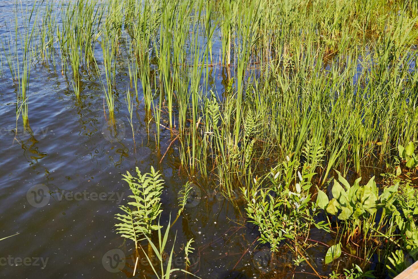 Foto von Teich Grün Gras Oberfläche von Wasser.