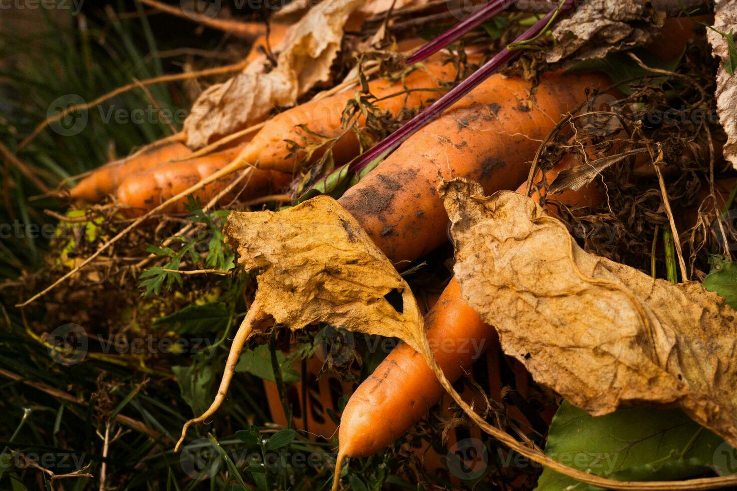 schließen oben Wurzel Gemüse Orange Karotte mit Spitzen. foto