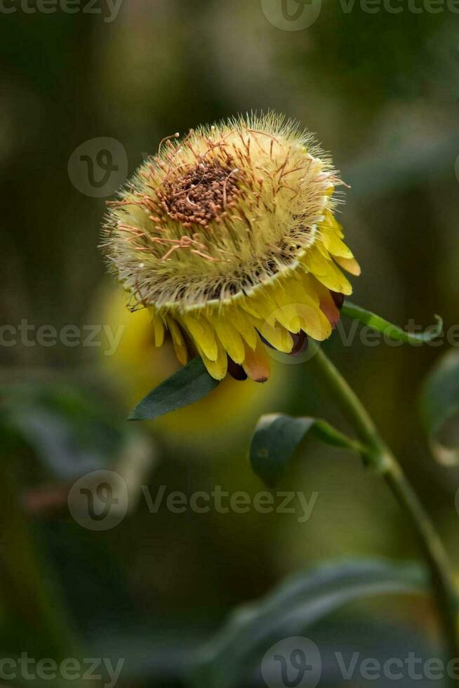 Blühen Blume im Garten foto