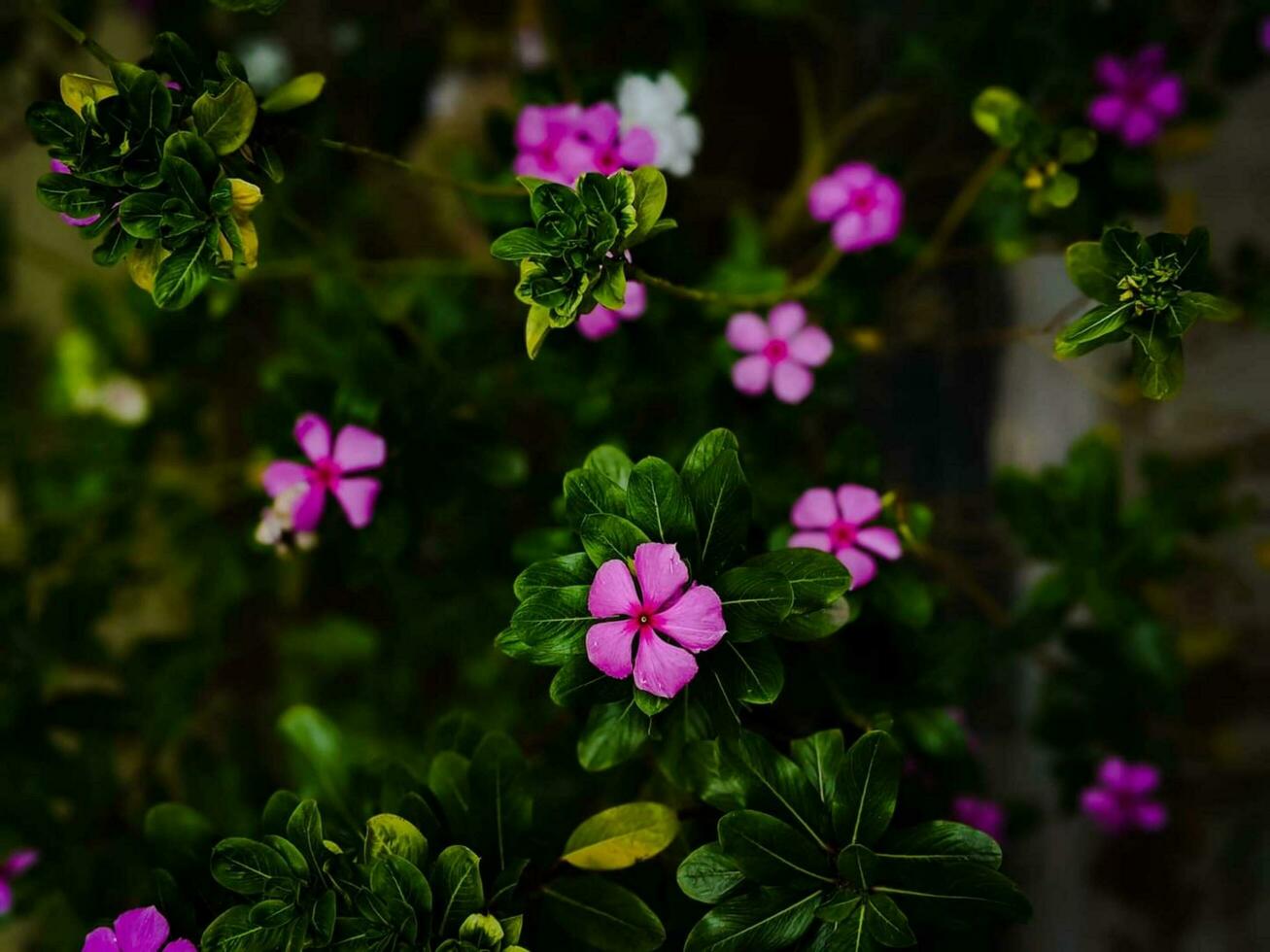 Blühen Blume im Natur foto