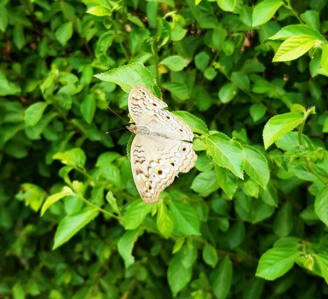 schön fliegend Schmetterling foto