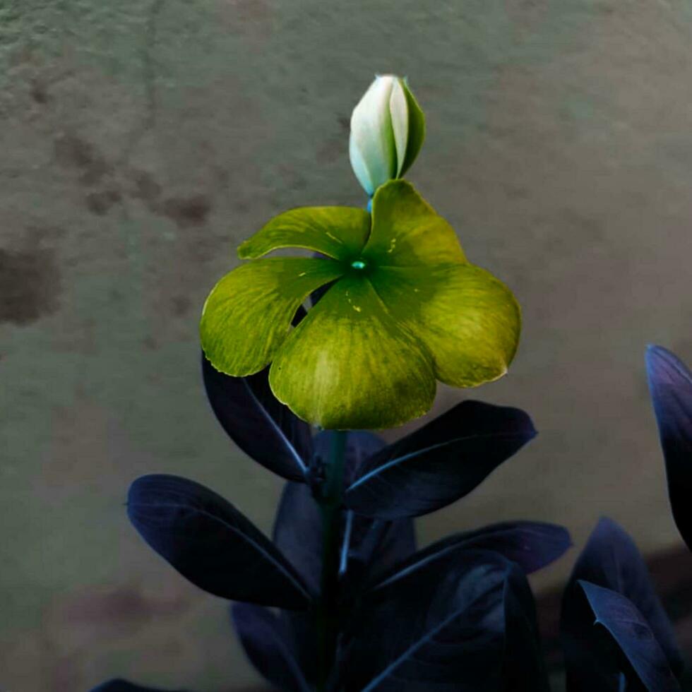 schön Blühen Blume im das Garten foto