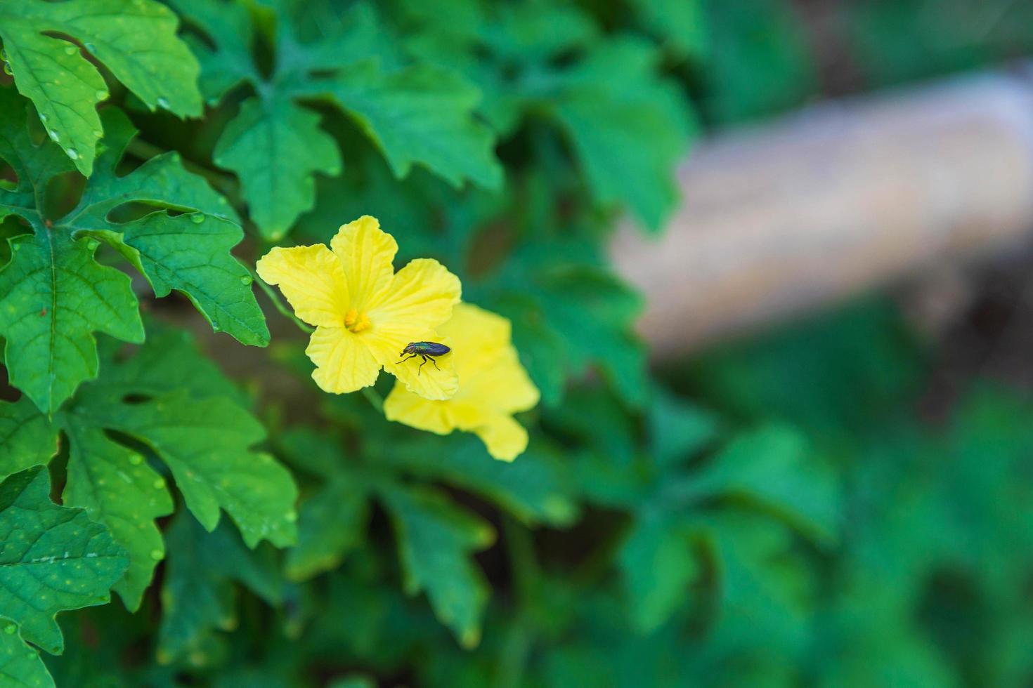 der Hintergrund der Blumen stieg auf einem Holzzaun foto