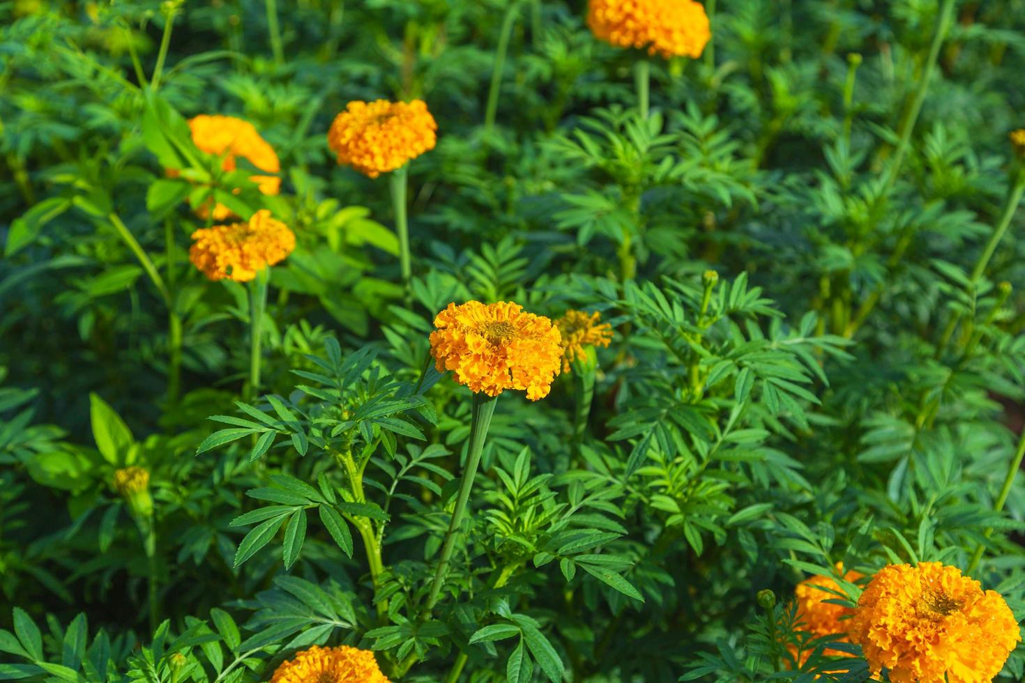 Ringelblumenfelder am Morgen foto