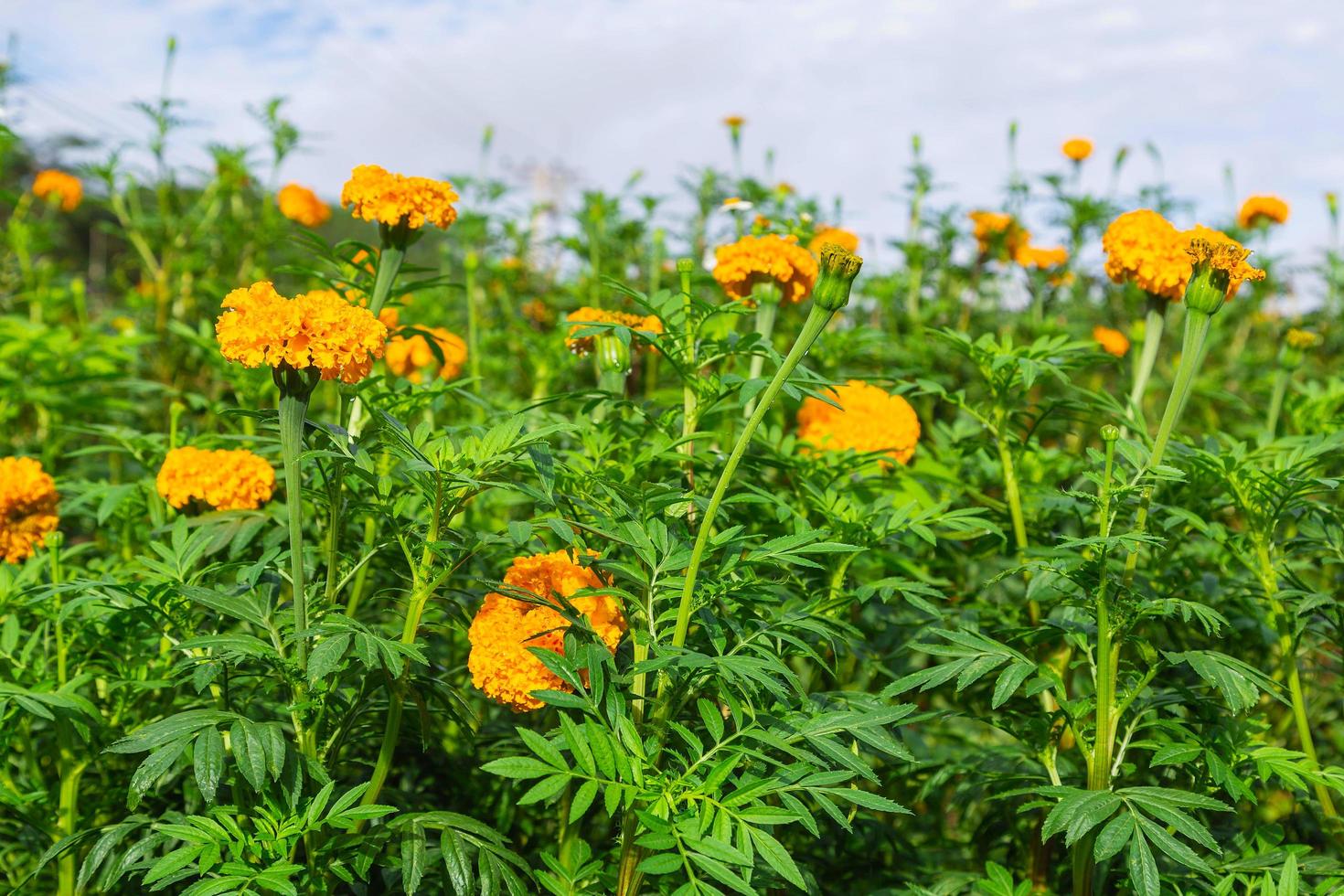 Ringelblumenfelder am Morgen foto