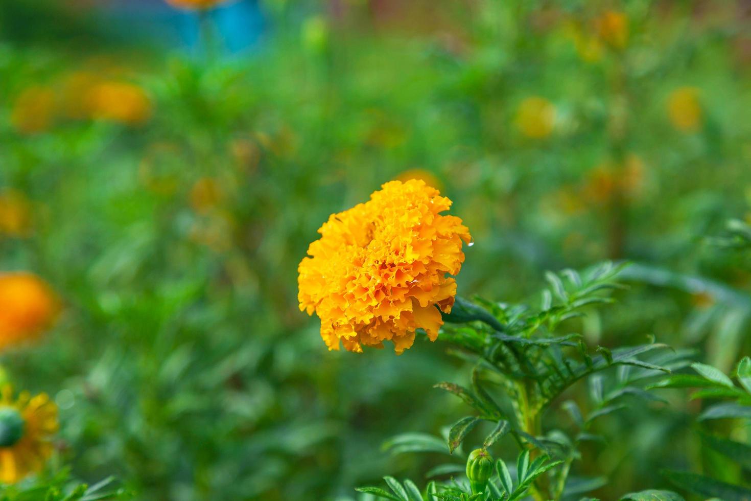 Ringelblumenfelder am Morgen foto