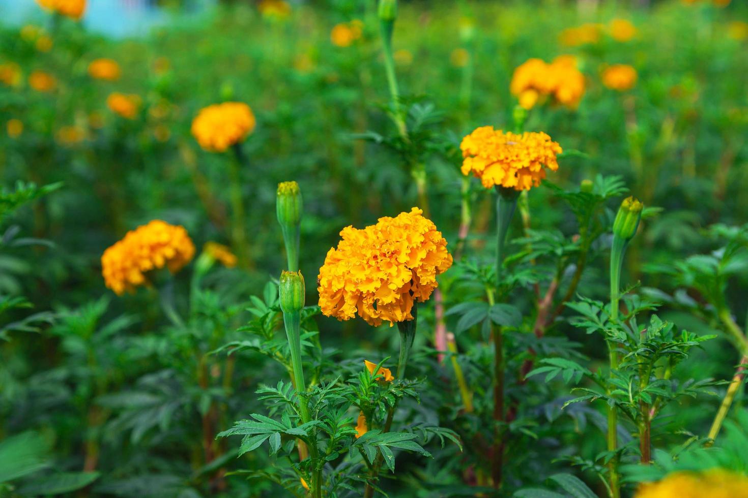 Ringelblumenfelder am Morgen foto