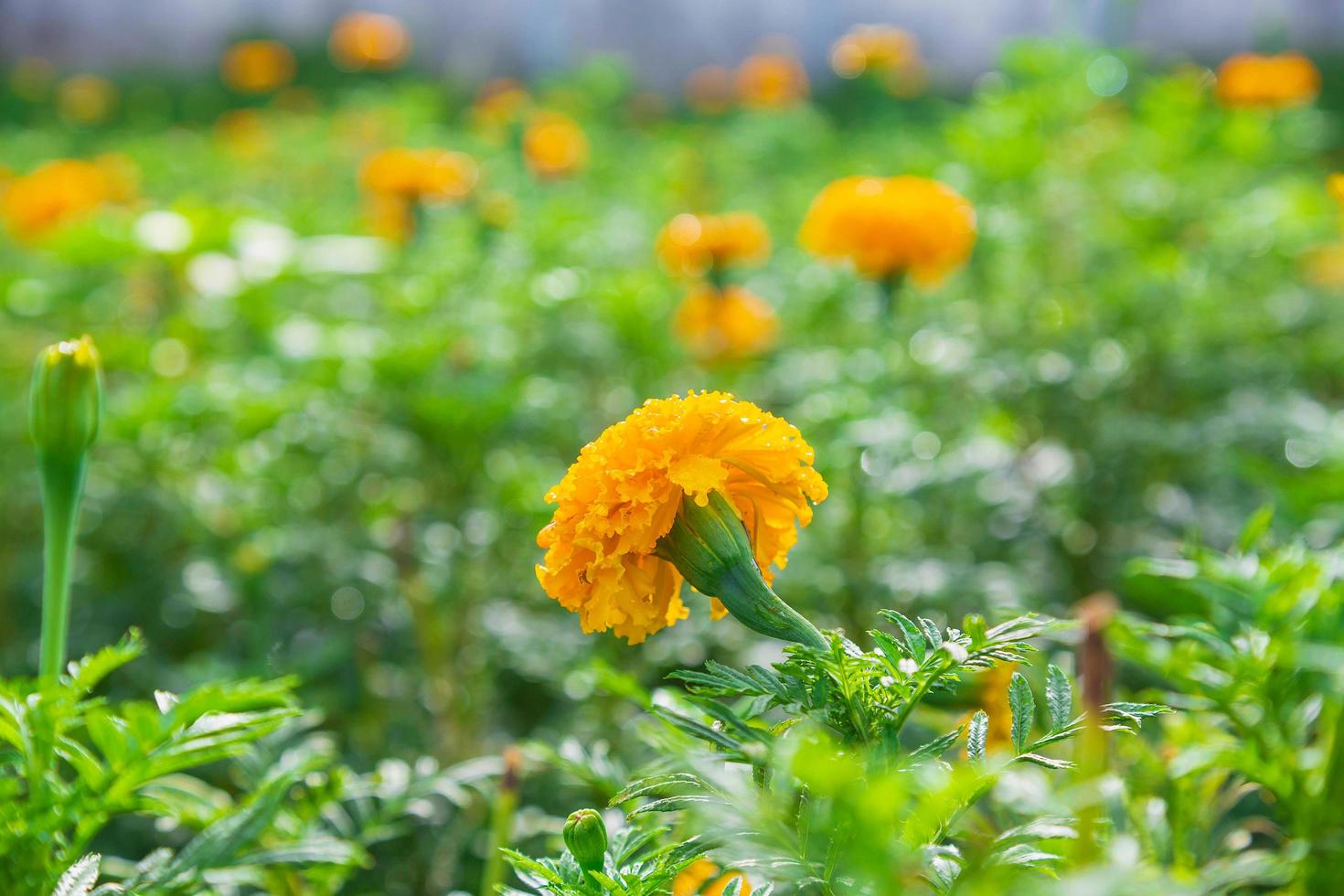 Ringelblumenfelder am Morgen foto