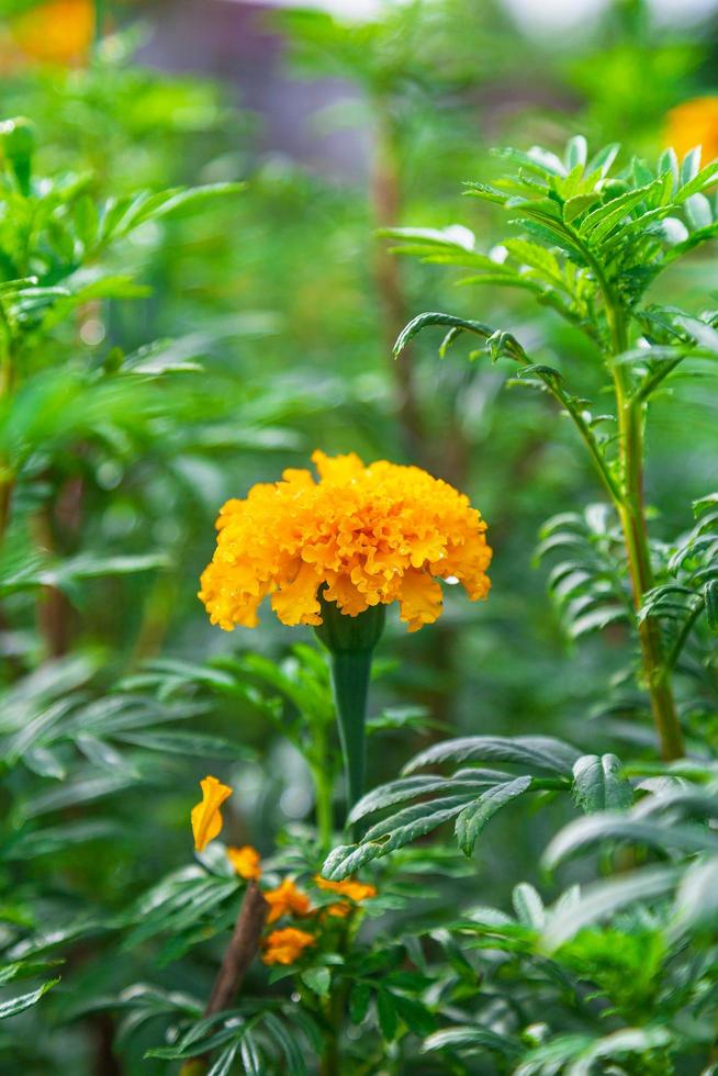 Ringelblumenfelder am Morgen foto