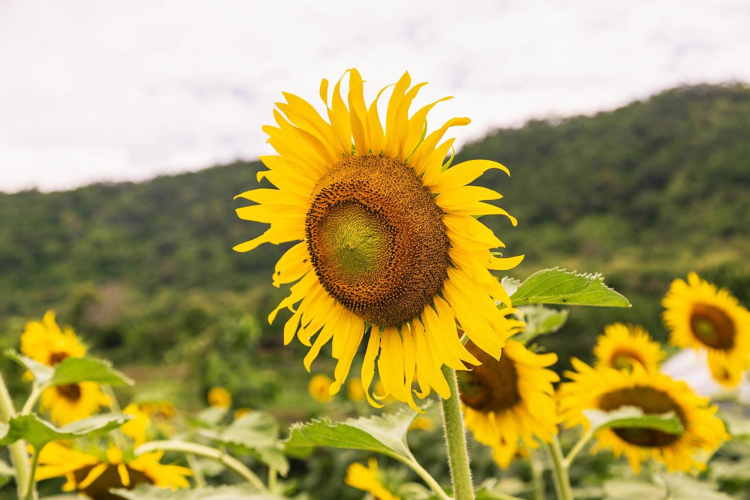 Sonnenblumenfeld und Sonnenblumenhintergrund foto