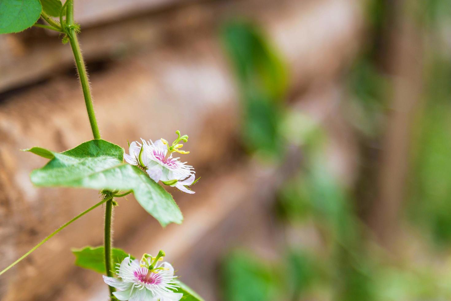 der Hintergrund der Blumen stieg auf einem Holzzaun foto