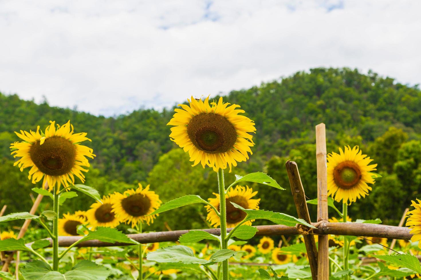 Sonnenblumenfeld und Sonnenblumenhintergrund foto