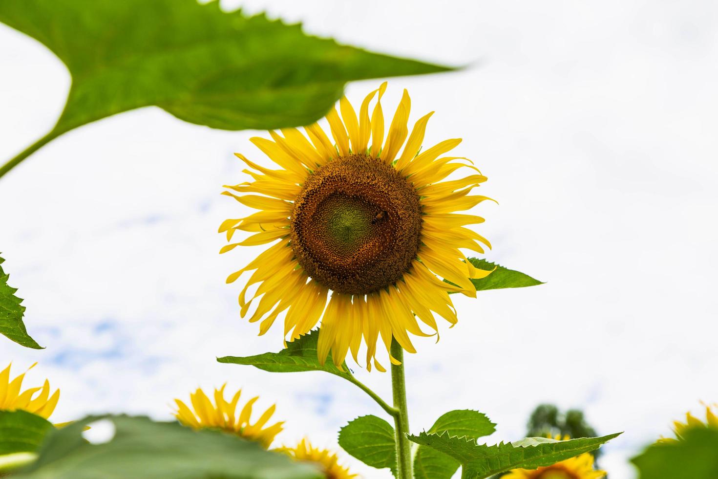 Sonnenblumenfeld und Sonnenblumenhintergrund foto