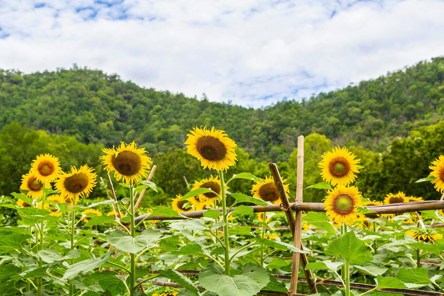 Sonnenblumenfeld und Sonnenblumenhintergrund foto